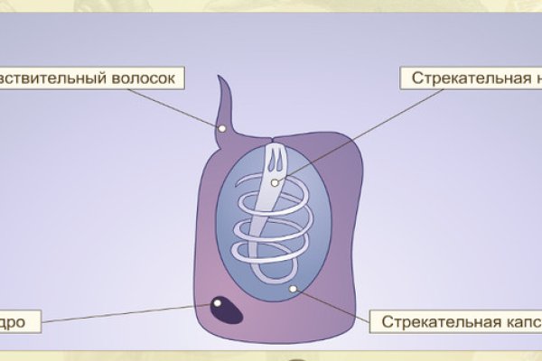 Мега ссылка drkw cc